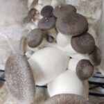 __Black-Pearl-Oyster